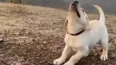 Labrador puppy highest jump