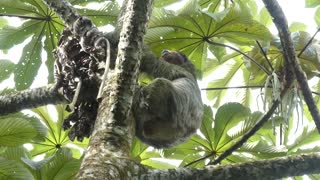 Three-toed Sloth climbing a tree in Costa Rica