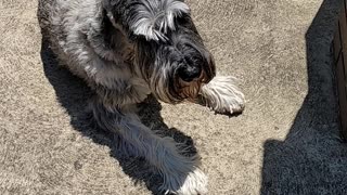 Fafner the Schnauzer grilling