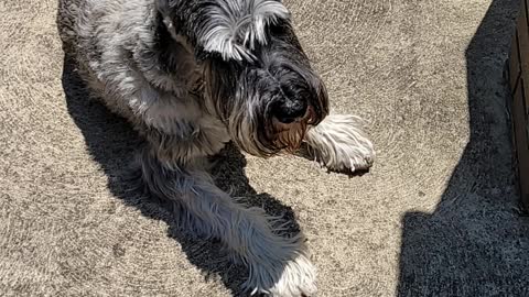 Fafner the Schnauzer grilling