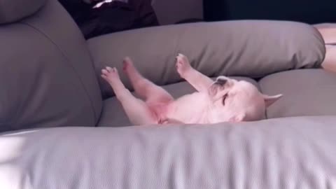 Funny baby dog