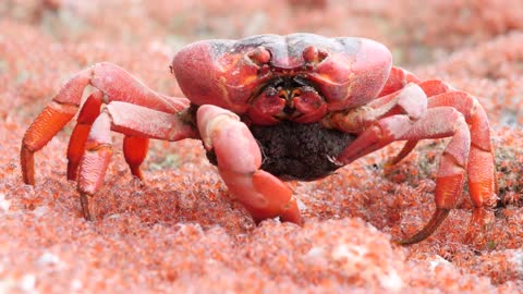 Female Crab Eats Young on the Run