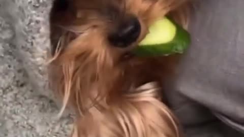 Dogs that get angry after eating fruits and vegetables