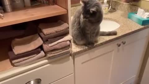 The cat throws the towels on the floor