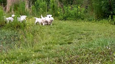 Adorable Labrador puppies chase their mother