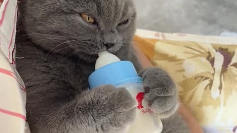 cute cat drink milk