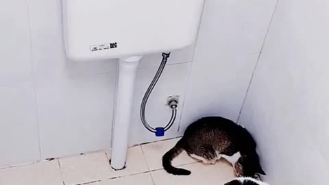 Cats potty in toilet