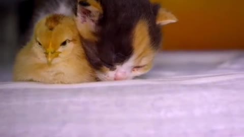 ✅Beautiful animals 🐈🐣 # cute animals # wrecks # gentle # beautiful # fluffy # love animals✅