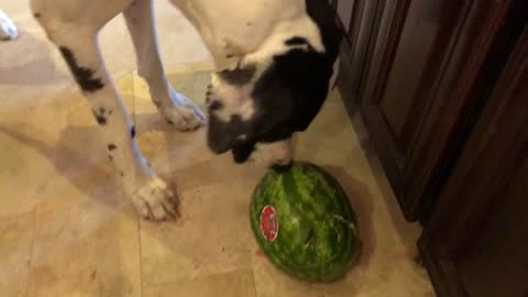Great Dane puppy devours huge chunk of tasty watermelon