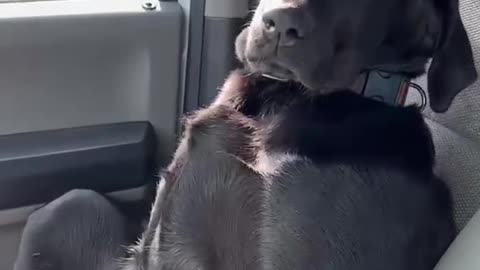 Cute Dog Loved A Car Drive