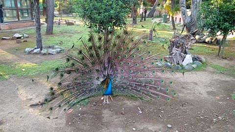 The peacock opened its tail