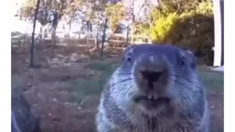 This groundhog steals food and eat in front of camera