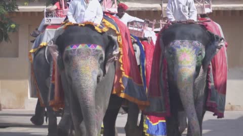 Amer Fort Jaipur Rajasthan India 25 Elephants In Slow Motion