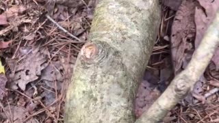 Man Finds a Holly Tree in North Carolina