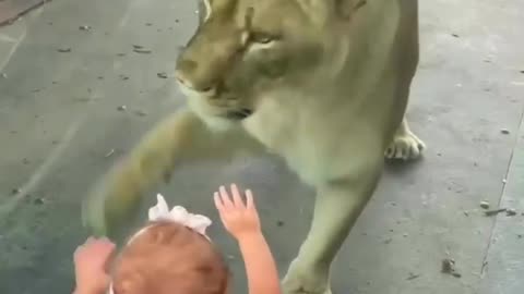 Baby and loin funny.clips