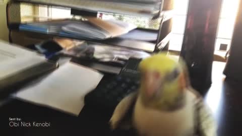 18.Birb singing September in October