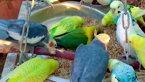 Budgies, lovebirds, cockatiels, chickens and pink cockatoo #nature #animals #bird #birds #pets #pet