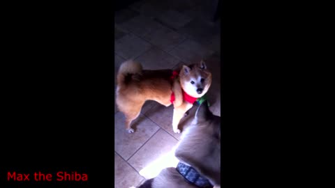 Shiba Inu and Husky argue about toy