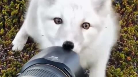 With their fluffy white fur adorable round face and playful nature arctic foxes