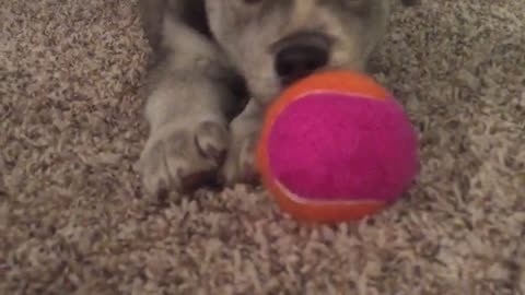 Grey dog playing with pink ball on ground