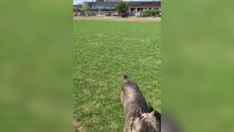 Goofy Dog Fails To Catch A Ball In Slow Motion