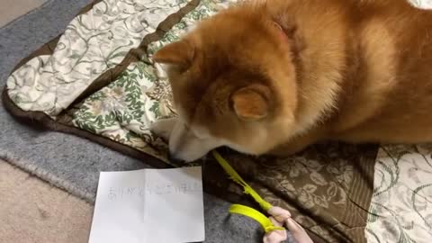 Shiba Inu meets the owner after taking a bath