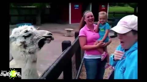 This Llama actually spits in a woman's face!! So nasty but funny!!