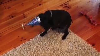 Dog about to eat cake with candle still burning and owners scream