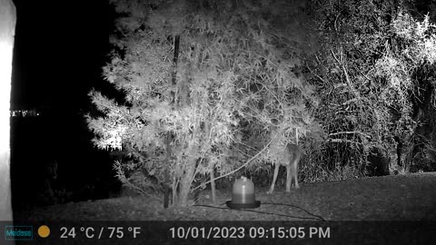 Night time coyote drinking from the feeder