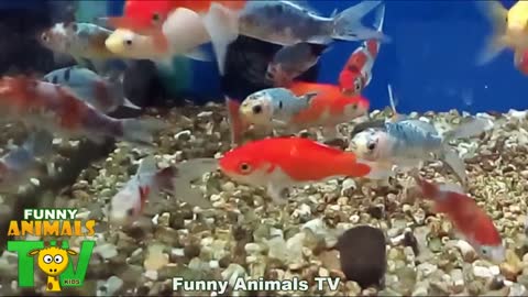 AQUÁRIO COM PEIXES COLORIDOS Aquarium with colorful fishes - Fun Animals Tv Kids