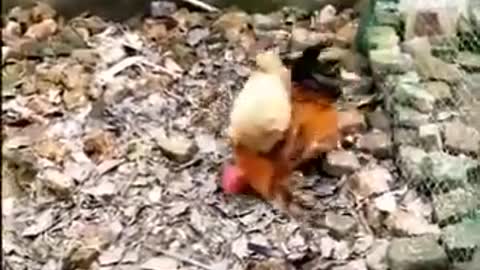 Chicken VS Dog Fight - Funny Dog Fight Video:)