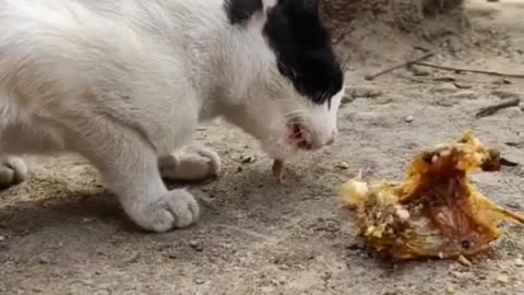 A cat eting fish.