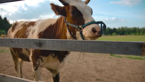 Cow with muzzle in shed