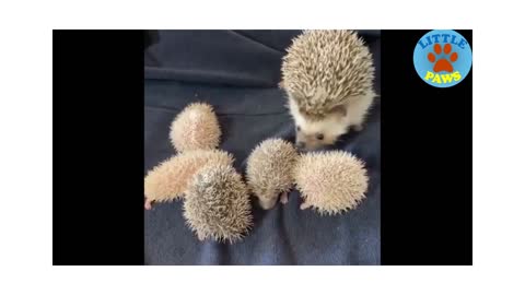 Cute & Funny Hedgehog Compilation #1