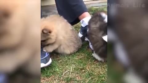 These cats and dogs go totally crazy, funny animals😹