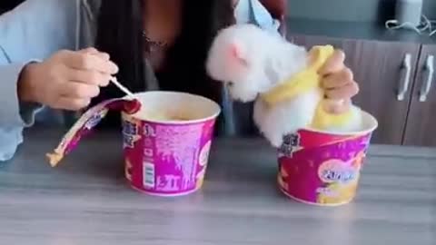 Cute and Funny Pomeranian Videos 1 #Shorts