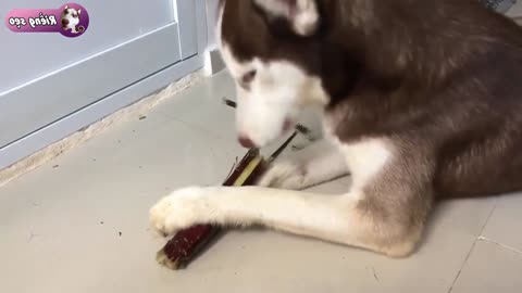 Husky dog ​​can eat sugarcane