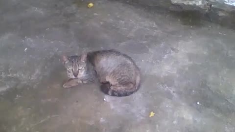Gato solitário na garagem, ele parece um pouco triste, mas aparenta estar bem [Nature & Animals]