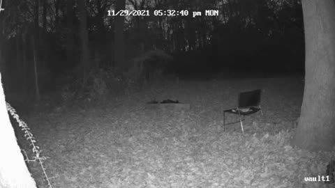 DogmanCams.com Vault1 Cam 11/29/2021 Evening Comparison Video