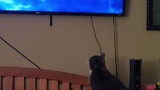 Ramona discovers the TV...