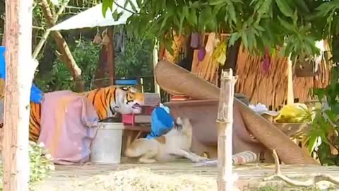 Fake Lion, fake Tiger pranking to Dogs.