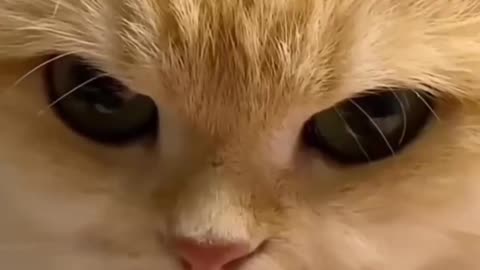 lovely cat video.