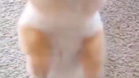 Cute puppy excited for snacks