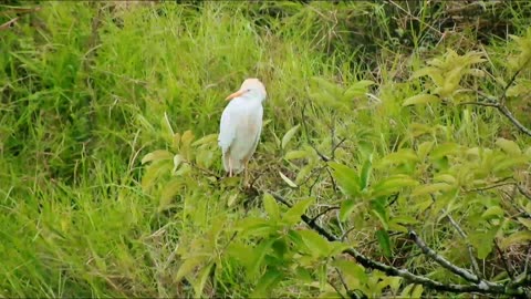 The beautiful nature birds 🐦🦅 looking nice 🦜🐦🌴🦅