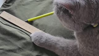 Cat Seamstress Is in High Demand