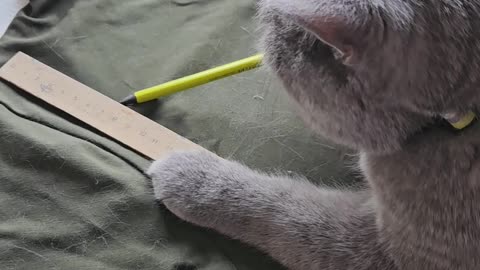 Cat Seamstress Is in High Demand