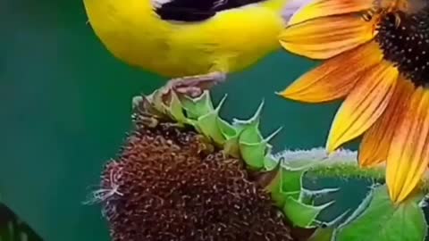 So beautiful yellow colour Bird