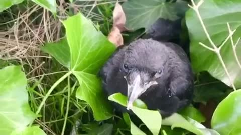 Crow's Incredible Aim to Protect Her Fallen Chick