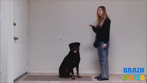 The Airplane Game - Brain Training for Dogs