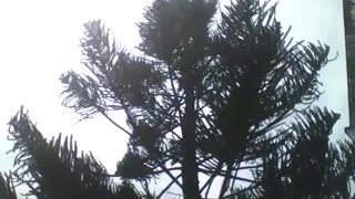 Filming a large pine tree from the beginning to end, on a sunny day [Nature & Animals]